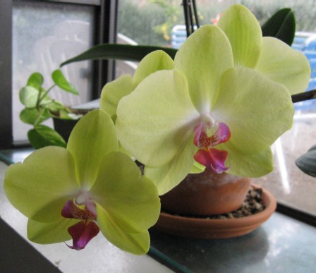 photo of 'Fuller's Sunset' Phalaenopsis
