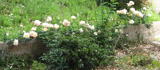 photo of climbing 'Peace' rose